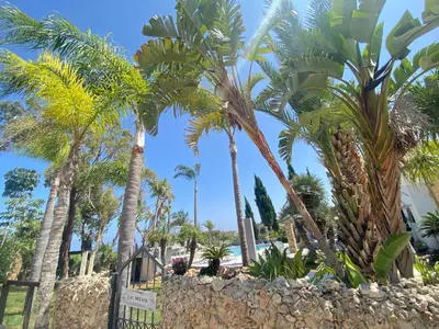 a bunch of palm trees on the beach at Mediterranean View Villa in Protaras