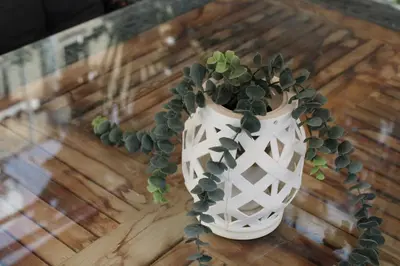a white vase with a plant in it on a table at Trudy's home in Nicosia