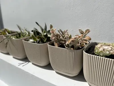 a row of white vases filled with plants on a shelf at Larnaca - Studio - Sleeps 4 - Garden - Parking in Larnaka