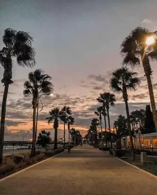 a street with palm trees and a sunset at Cozy house city center in Limassol in Limassol
