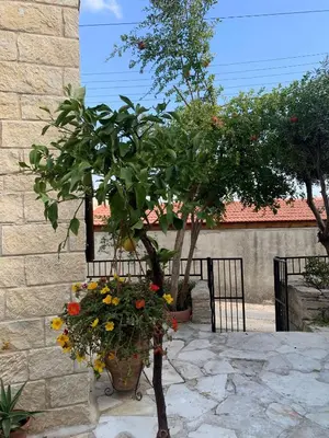 a potted tree in a pot next to a wall at Cosy Piano village cottage in Pachna in Pachna