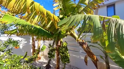 a banana tree with a bunch of bananas on it at Billy's Place Protaras Luxury Villa with private pool with heated pool option for autumn and winter months in Paralimni