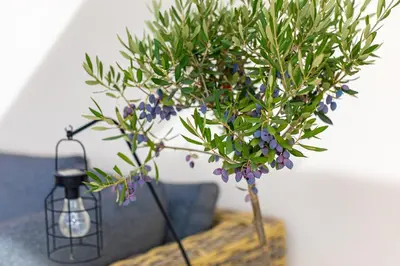 a plant in a vase on a table with a lamp at Central Bliss / your perfect home away from home in Limassol