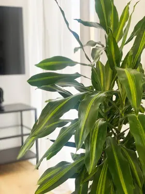a green plant in a vase in a room at Luxury City Retreat- 2-Bedroom, 2-Bath Apartment in Nicosia