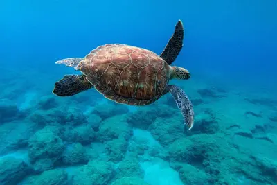 a green sea turtle swimming in the water at 3 bed, Kapparis, Thea - 3A in Paralimni