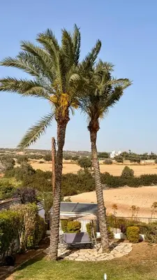 two palm trees in a yard with a gazebo at Villa Hera in Ayios Theodhoros