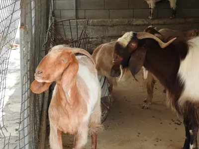 a group of goats standing next to a wall at Olive Garden's Paradise Villa in Skarinou
