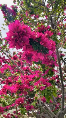 a bunch of pink flowers on a tree at Villa Christo in Psematismenos
