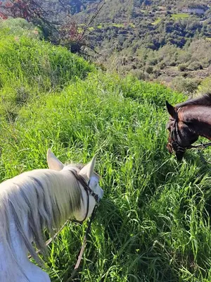 a white horse standing in a field of grass at Anerada Cottages in Apsiou