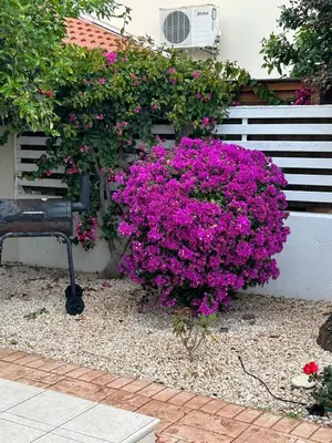 a bush of purple flowers next to a fence at Budget Escape to the seaside in Larnaka
