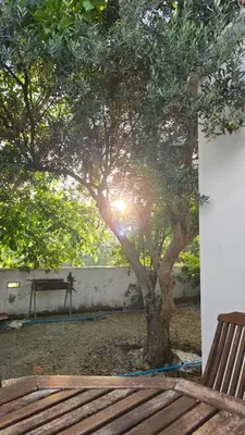 a tree in a yard next to a wooden bench at GPPh in Pelendri