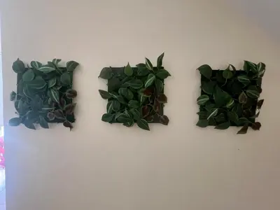 four plants are hanging on a wall at Villa Calm 100m from the beach in Ayia Napa