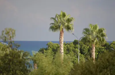 two palm trees in the middle of a forest of trees at Modern apartment near McKenzie beach in Larnaka