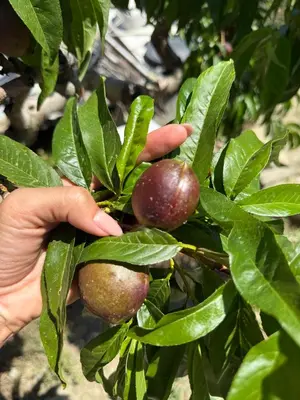 a hand holding a bunch of fruit on a tree at Safari House with fireplace in Agros