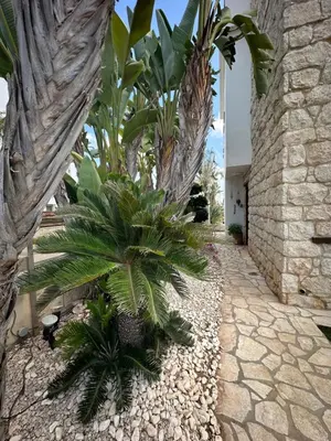 a courtyard with palm trees and a stone wall at Villa Serenity in Protaras