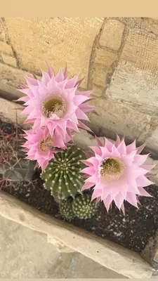 a group of pink flowers on top of a cactus at Little Stone House in Lymbia