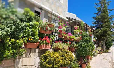 a bunch of potted plants on the side of a building at Kyperounta Troodos mountain house in Limassol