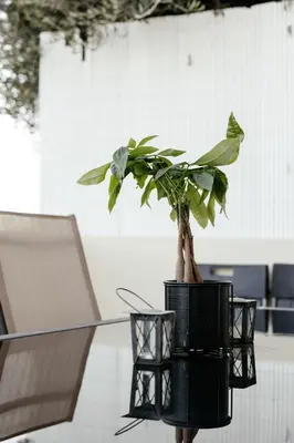 a potted plant sitting on top of a glass table at Leah's Deluxe Villa in Tersephanou