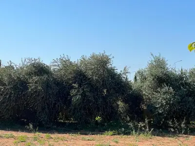 a group of trees in a field at Erini Villa in Protaras