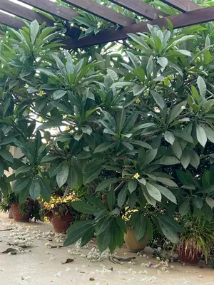 a bunch of green plants in a garden at Erini Villa in Protaras