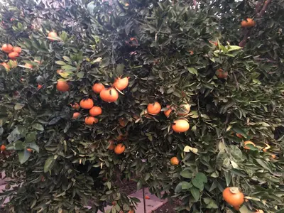 a bunch of oranges growing on a tree at Erini Villa in Protaras