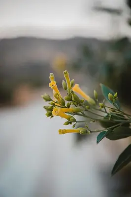 a close up of a plant with yellow flowers at Kleos Noble Retreat - Private Estate in Limassol
