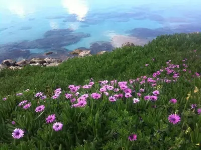 a field of pink flowers next to a body of water at Olivia One Bedroom Apt renovated 2026 in Paralimni