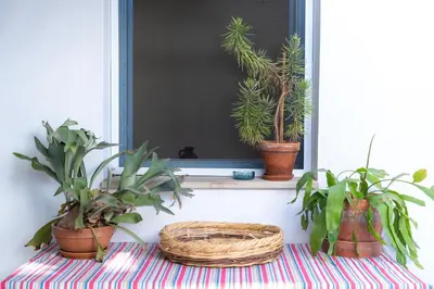 a window with potted plants on a window sill at ANANKE Home in Nicosia