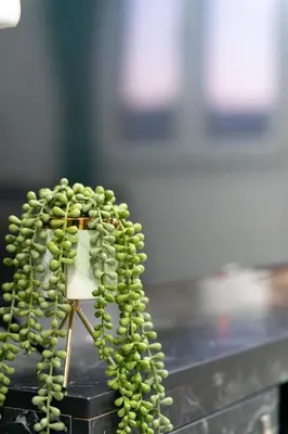 a bunch of green grapes on top of a counter at Heart Of Nicosia - The Gem in Nicosia
