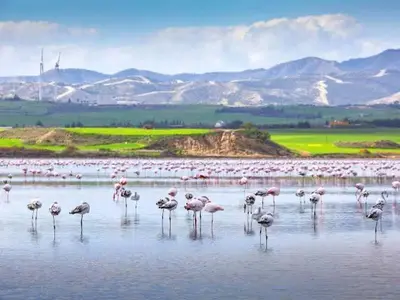 a flock of flamingos standing in the water at Sea and Lake Breeze 1BR Apt in Larnaka