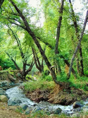 a painting of a stream in a forest with trees at Hellas Hotel in Kakopetria