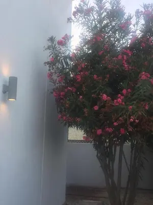 a vase filled with pink flowers in a room at Pissouri Beach House - Image in Pissouri