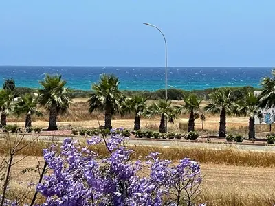 a road with palm trees and the ocean with purple flowers at Maeva villa in Ayia Napa