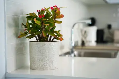 a potted plant sitting on a counter in a kitchen at WealthyStays 2BR Retreat , 5Min Walk to Beach in Protaras