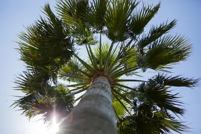 a palm tree looking up into the sky at El Marco Villa in Pissouri
