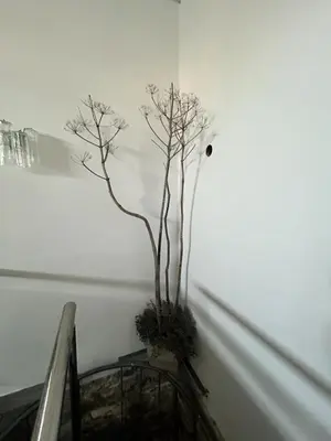 two trees in a vase in a room at Archontiko Papadopoulou in Mosphiloti