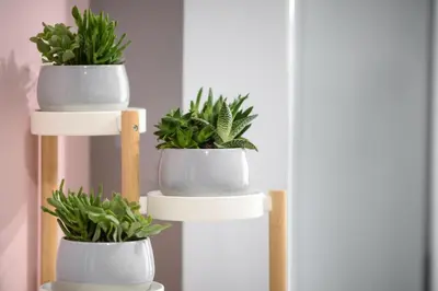 a white plant stand with three plants on it at Azura 3 Bedroom Apartment in Larnaka