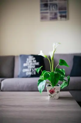 a plant sitting on a table in a living room at Takelena Apartments in Limassol