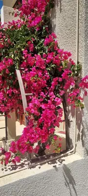 a bunch of pink flowers on the side of a building at Sea Breeze Maisonette in Larnaka
