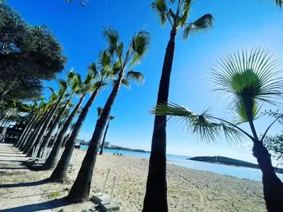 a row of palm trees on a beach at STAY Paradise Sands Studio in Ayia Napa