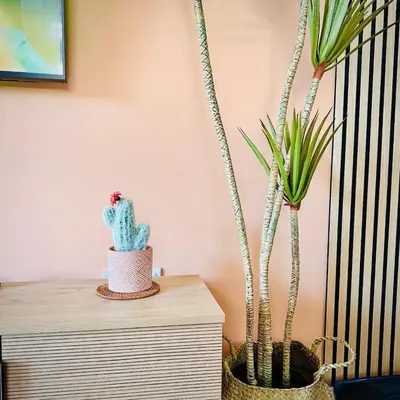 two potted plants sitting on top of a dresser at Sunny Days Apartment in Paralimni