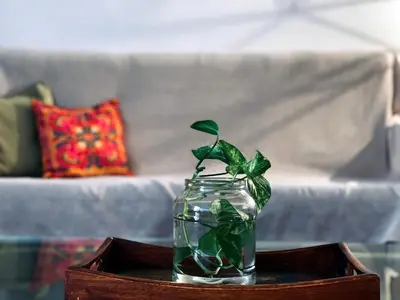 a green plant in a glass jar on a table at Lima Sol House in Limassol