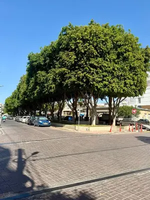 a tree on the side of a street with cars at Stylish 2BR in City Center of Limassol in Limassol