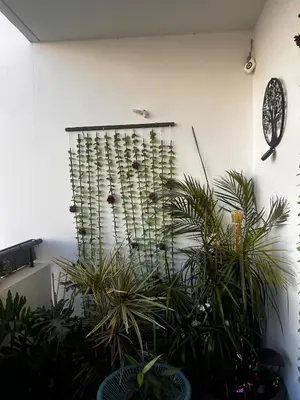 a display of plants against a white wall at Makenzy 2 Bedrooms Apartment for rent in Larnaka