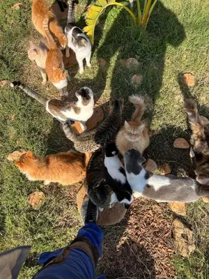 a group of cats playing in the grass at Digital Detox with 100 Animals Nature Stay in Dasaki Achnas