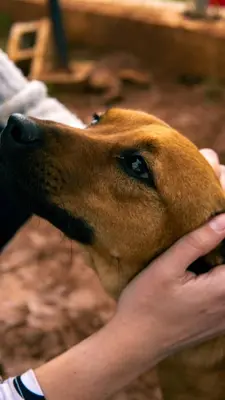 a person petting the head of a dog at Digital Detox with 100 Animals Nature Stay in Dasaki Achnas