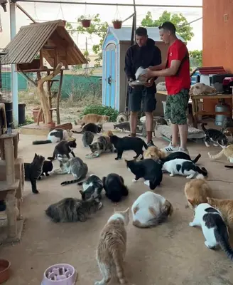 two men standing next to a group of cats and dogs at Digital Detox with 100 Animals Nature Stay in Dasaki Achnas
