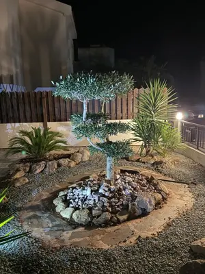 a bonsai tree in a rock garden at night at Villa Porta Aurea in Ayia Napa