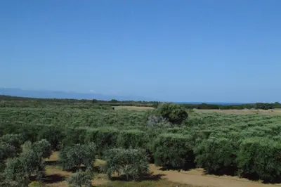 an aerial view of a field of trees at Ecolive Guest House in Ayios Epiphanios