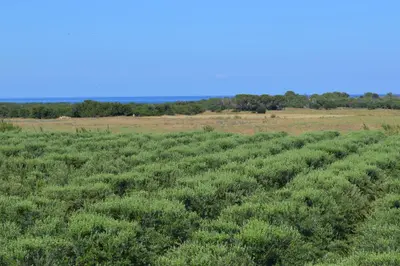 an image of a field of green plants at Ecolive Guest House in Ayios Epiphanios